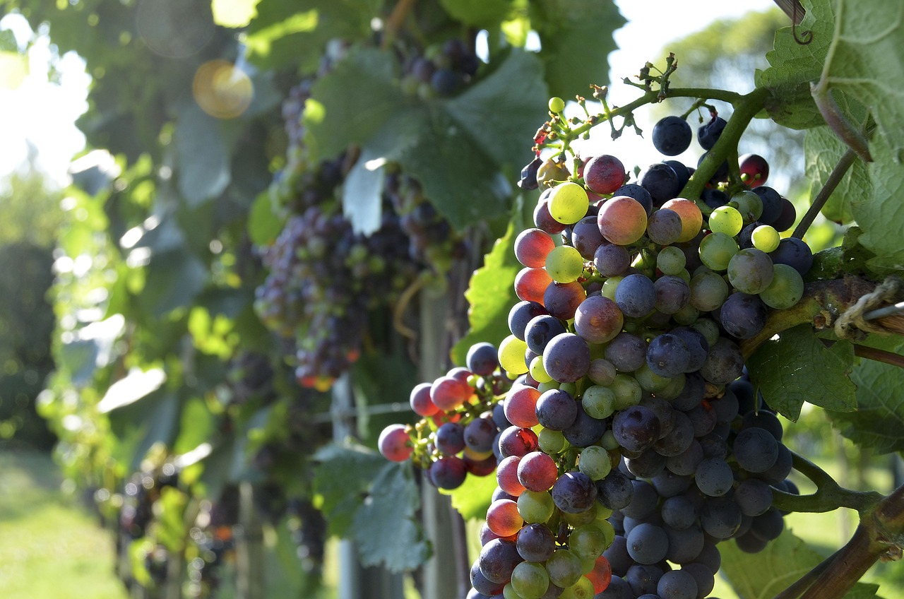 Grape Harvesting Experience